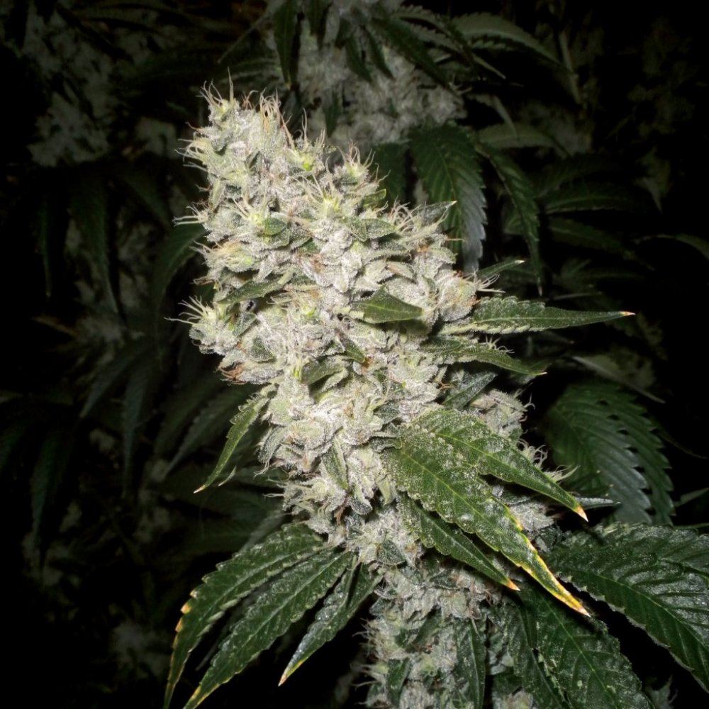 Kosher 1