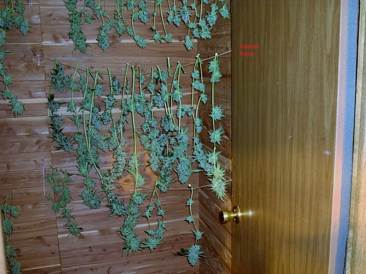 KosherKush 01