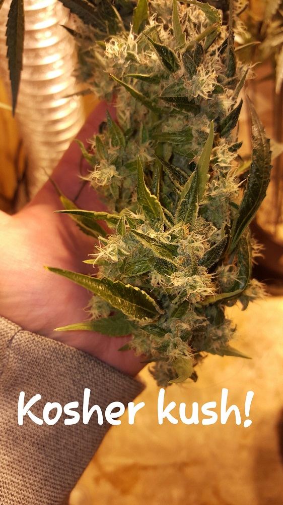 Kosherkush 01aa