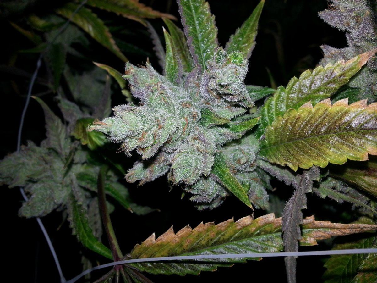 KosherKush ff 1012
