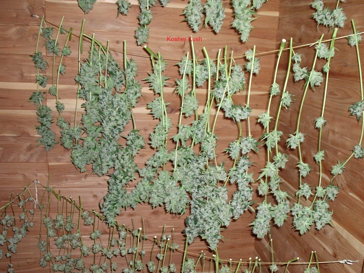 KosherKush01az