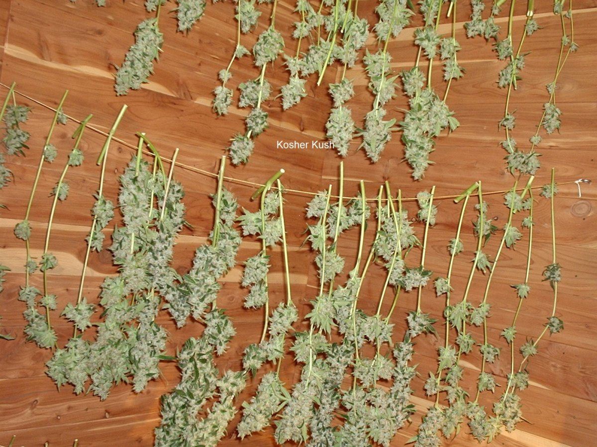 KosherKush02az