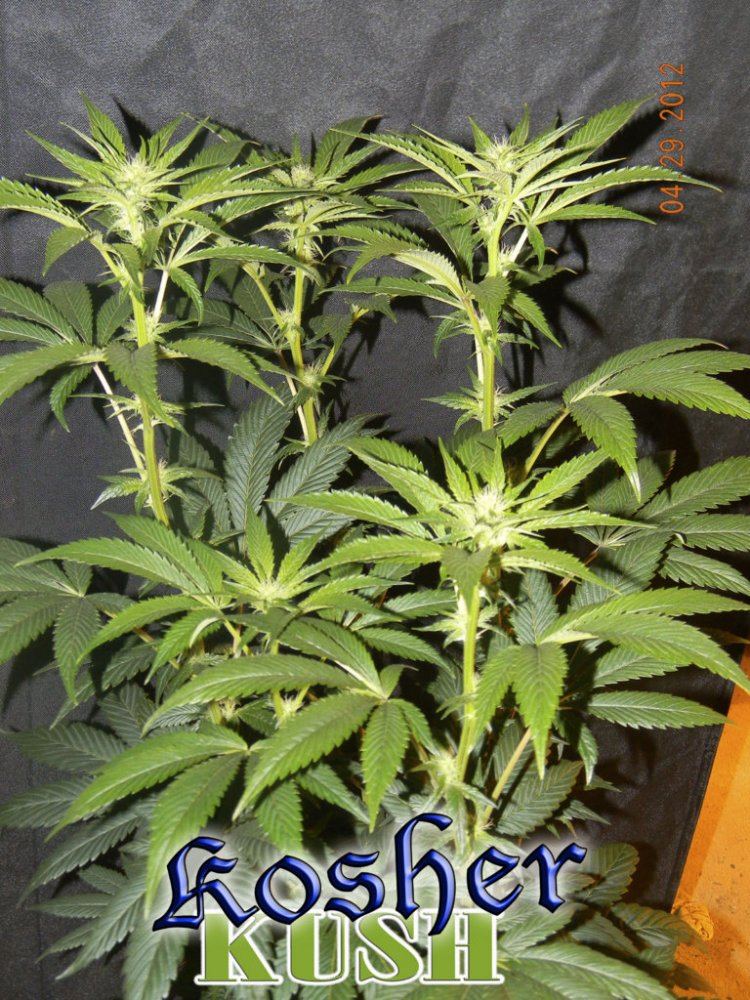 Kosherkush2
