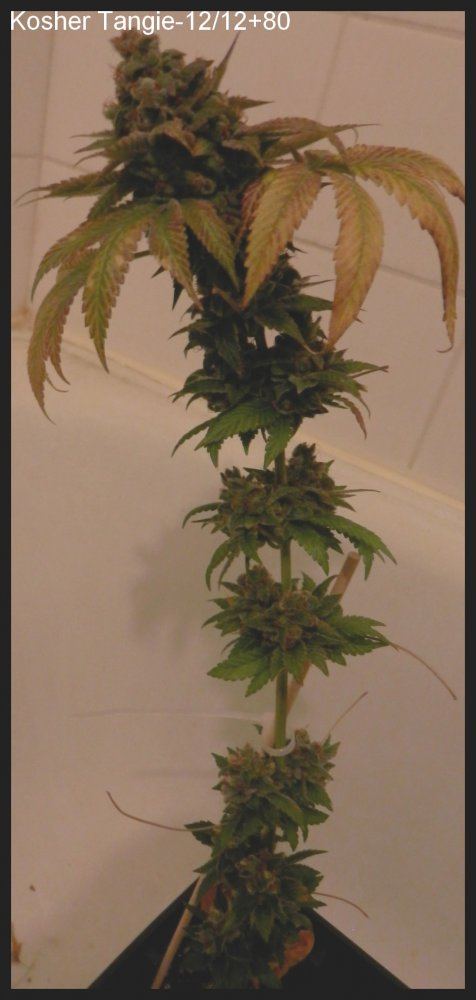 KosherTangie 80days   1