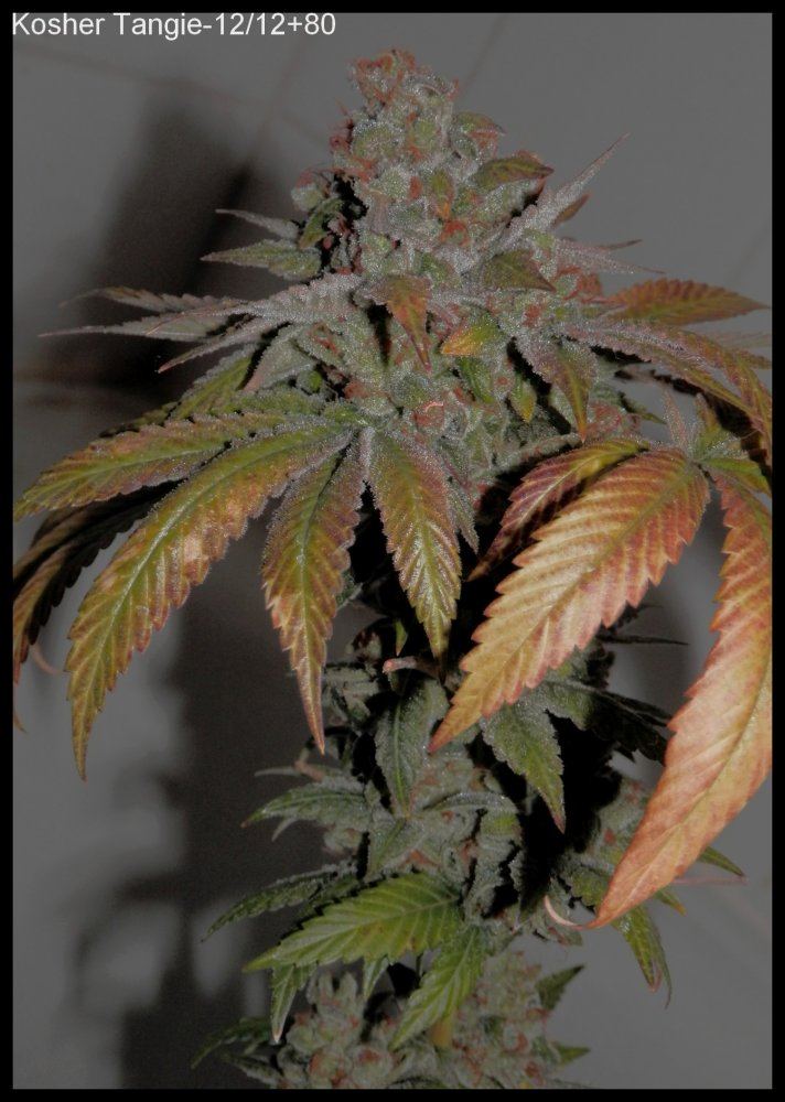 KosherTangie 80days   2