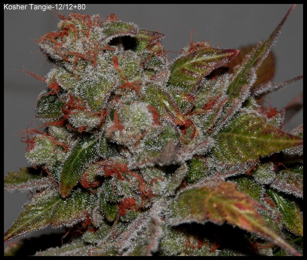KosherTangie 80days   3