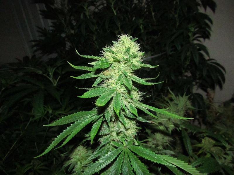 KP bud 2