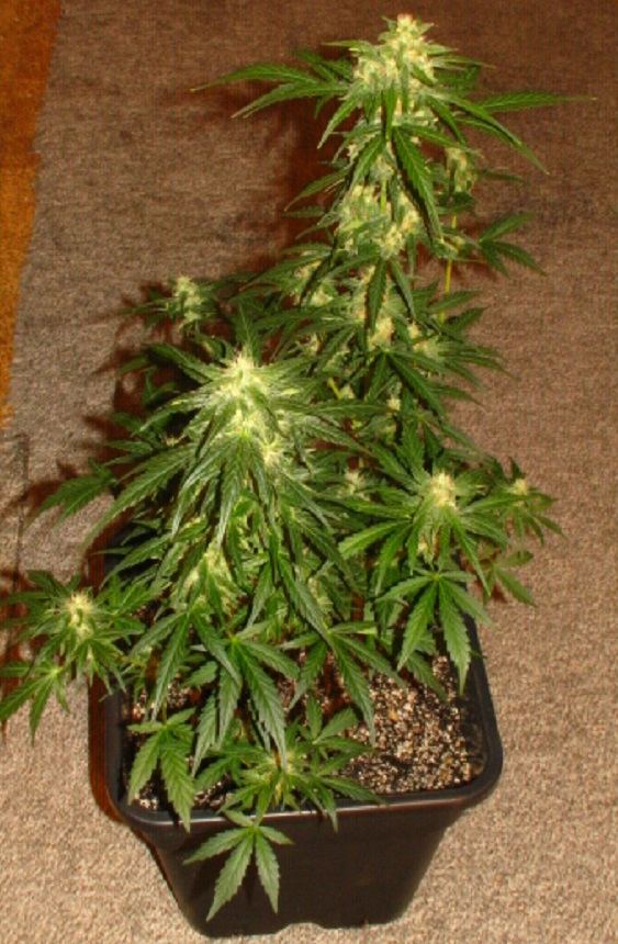 KR x GG 5 double potted