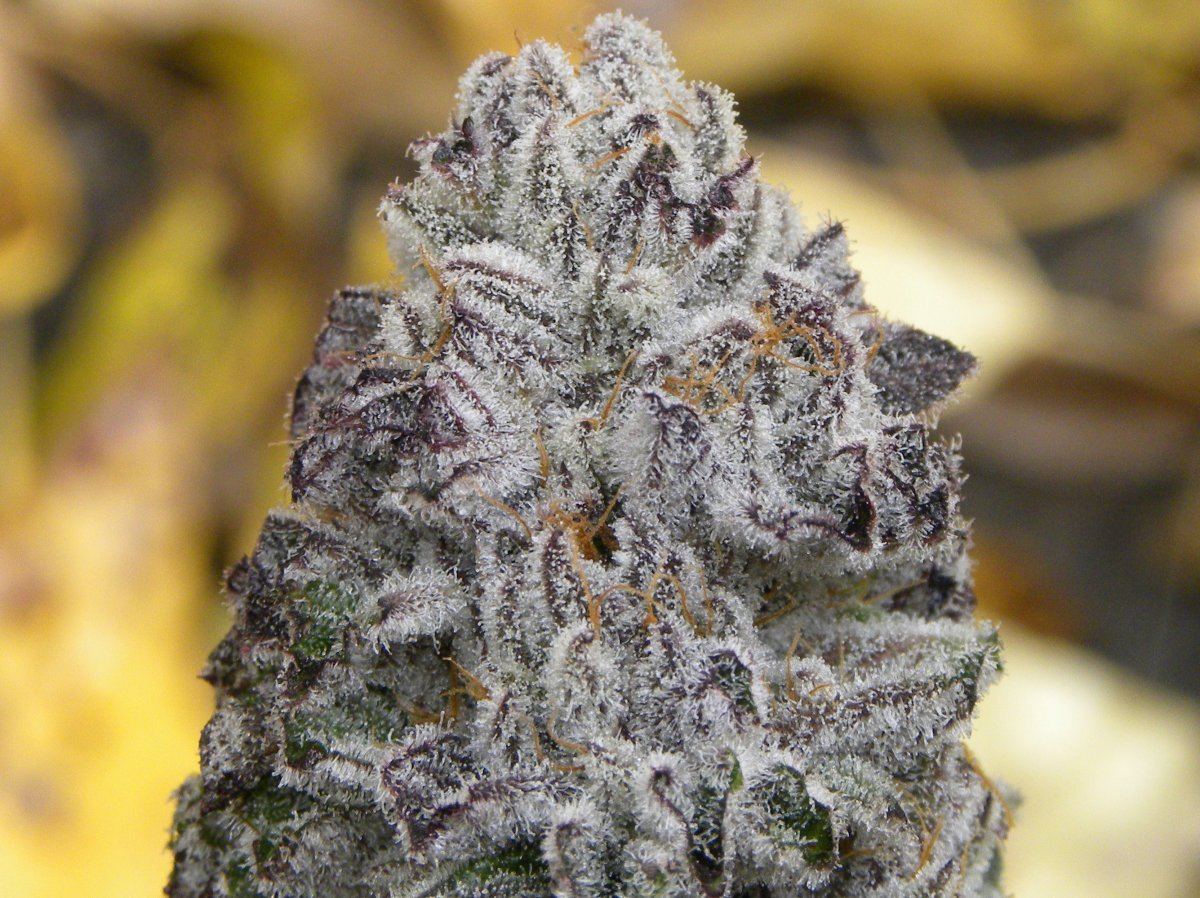 Krazy kush fall pics 10