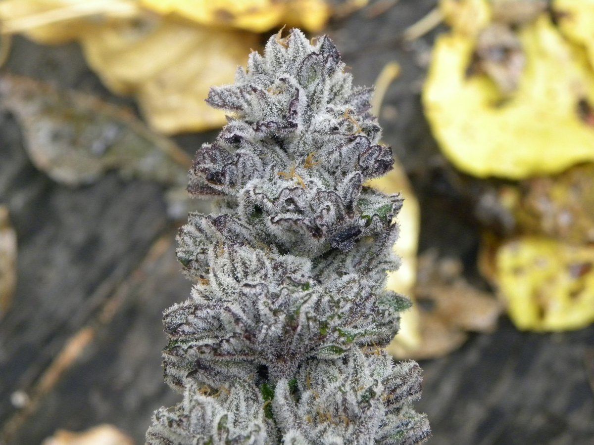Krazy kush fall pics 11