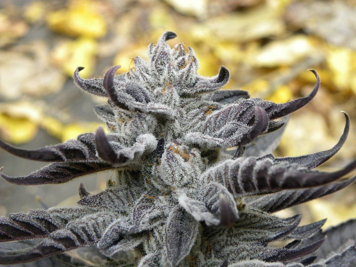 Krazy kush fall pics 4