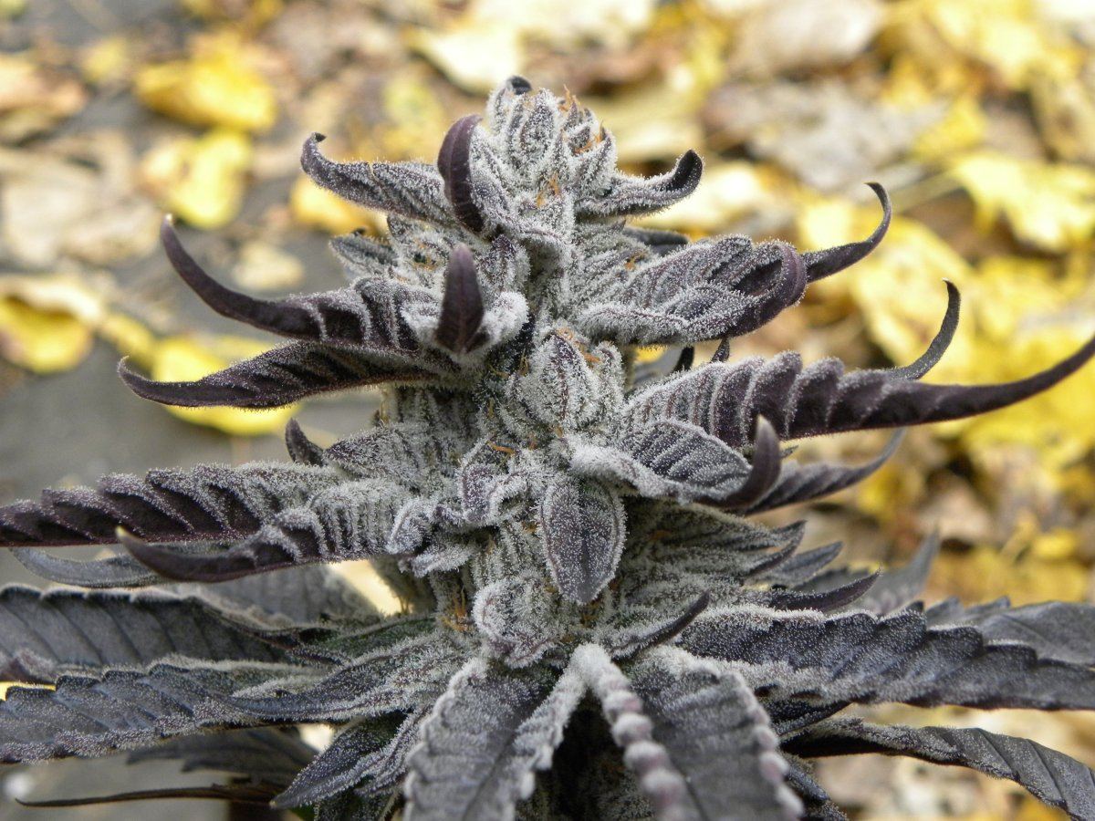 Krazy kush fall pics 5