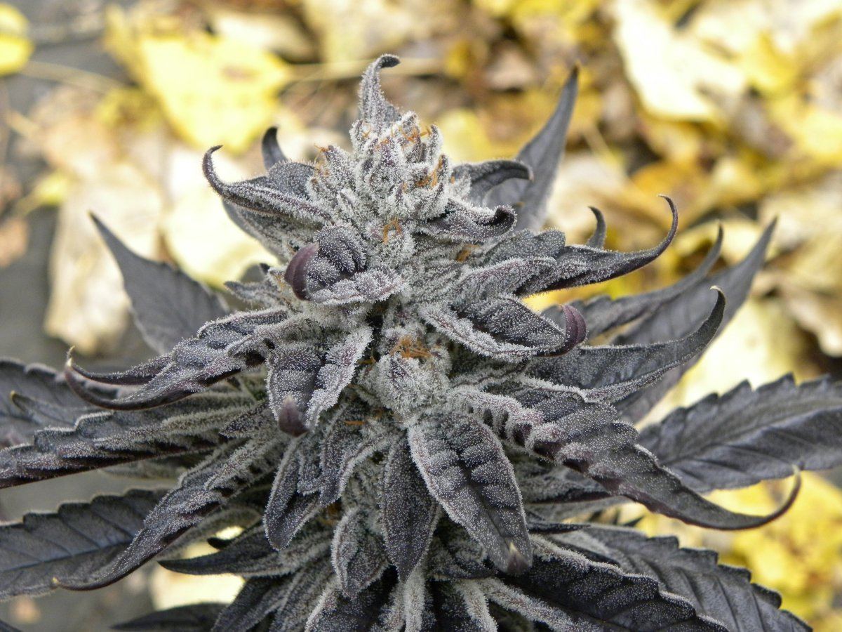 Krazy kush fall pics 6