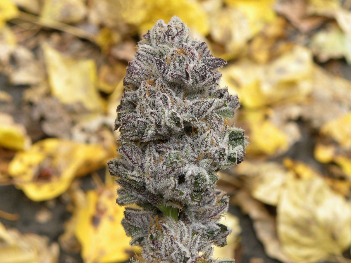 Krazy kush fall pics 8