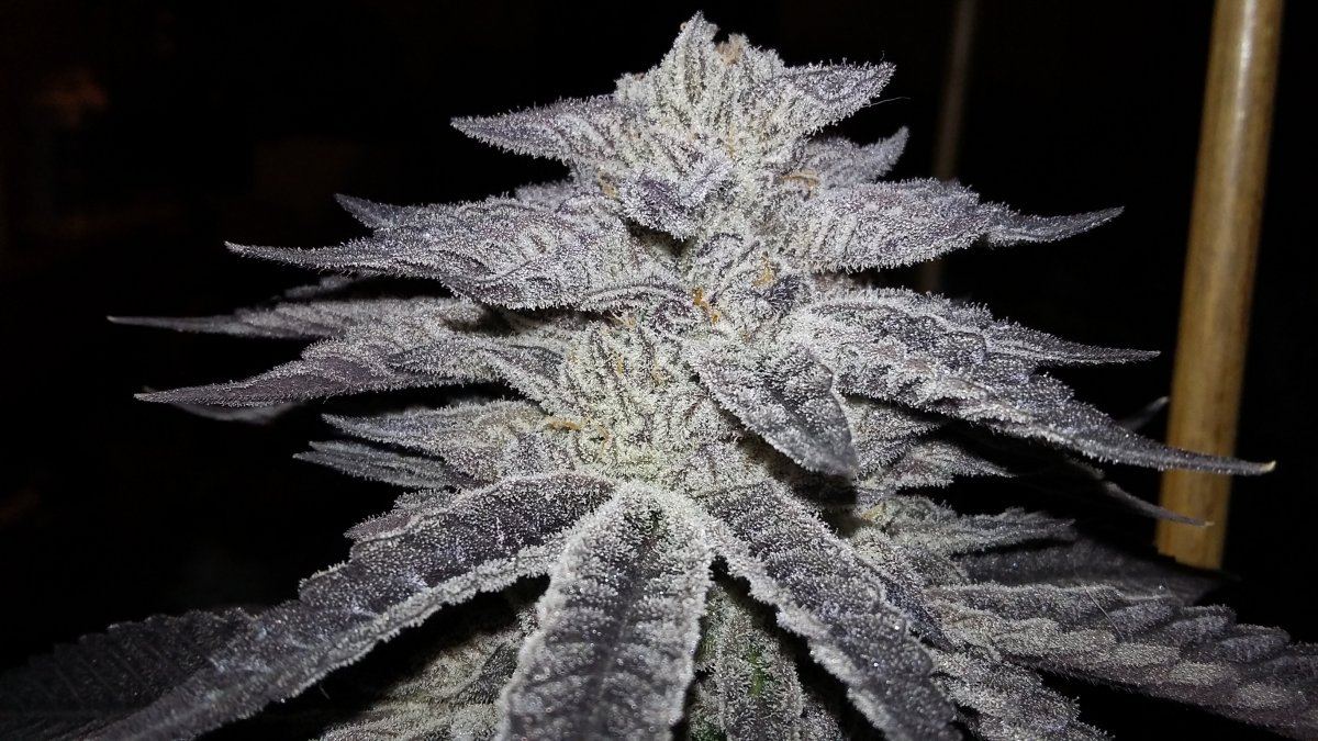 KrazyKush4