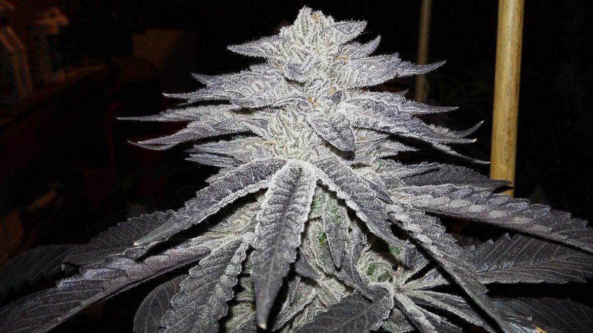 KrazyKush5