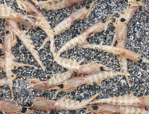Krill