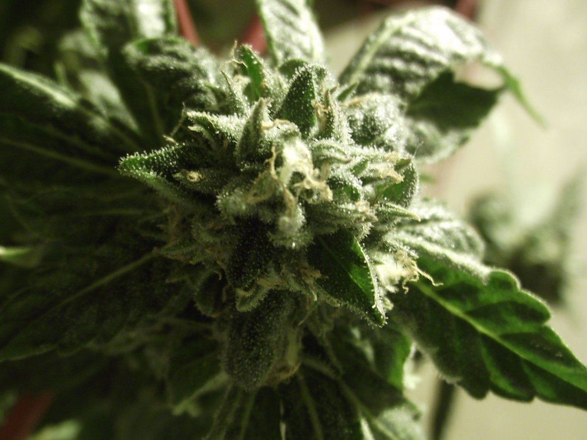 KRK14