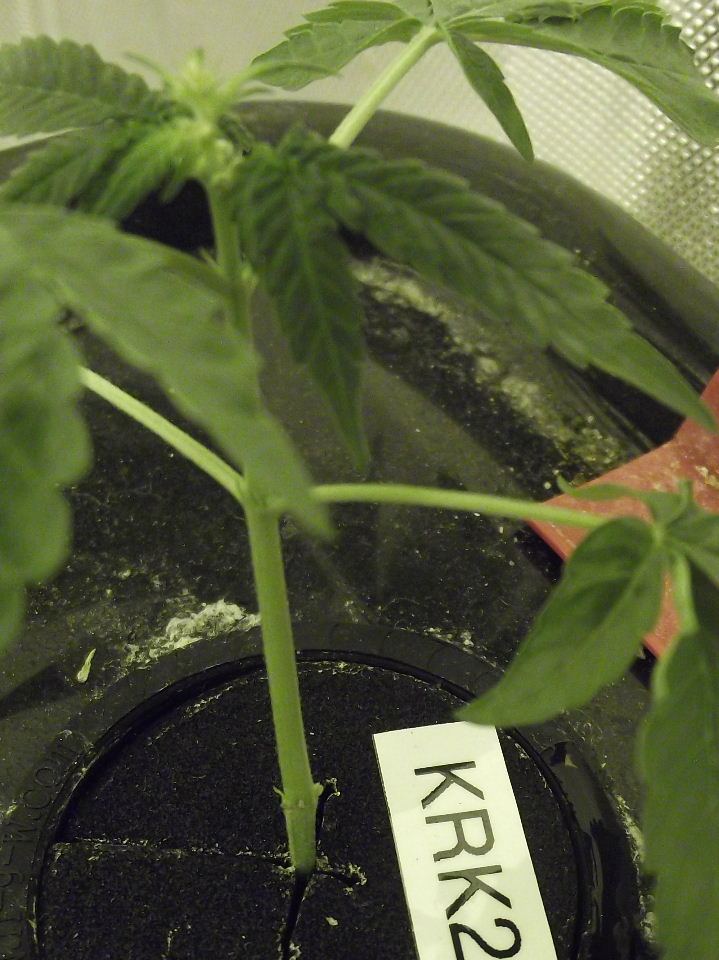 KRK22