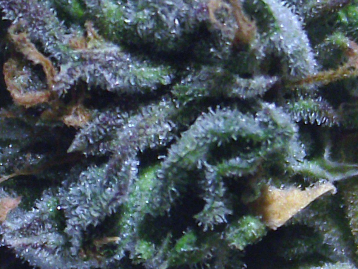 KRKM3