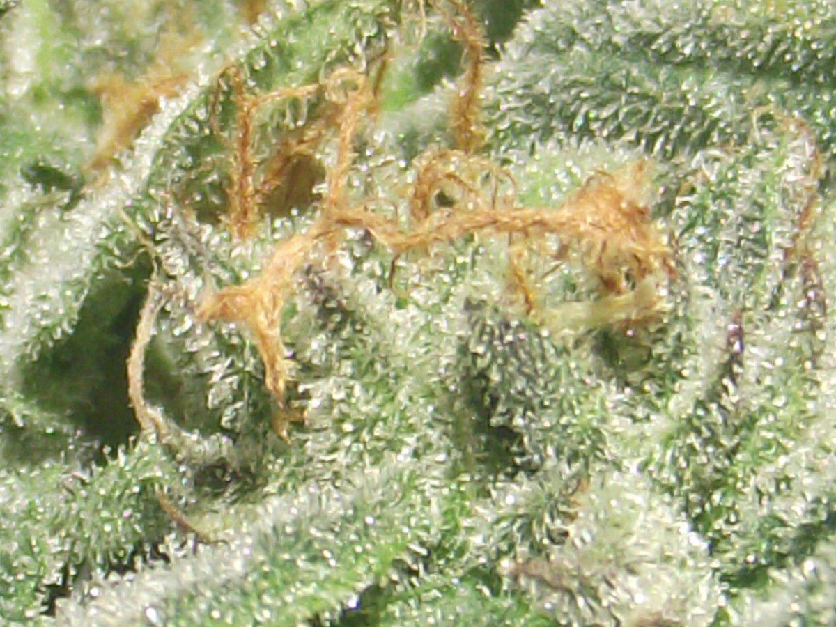 KRKM3