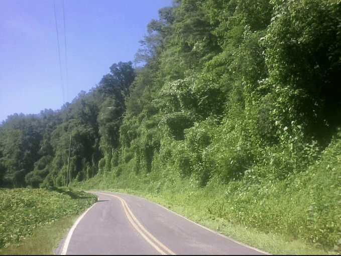Kudzu7918