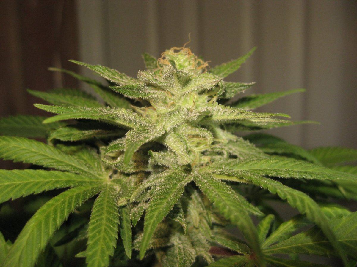Kush bag soon