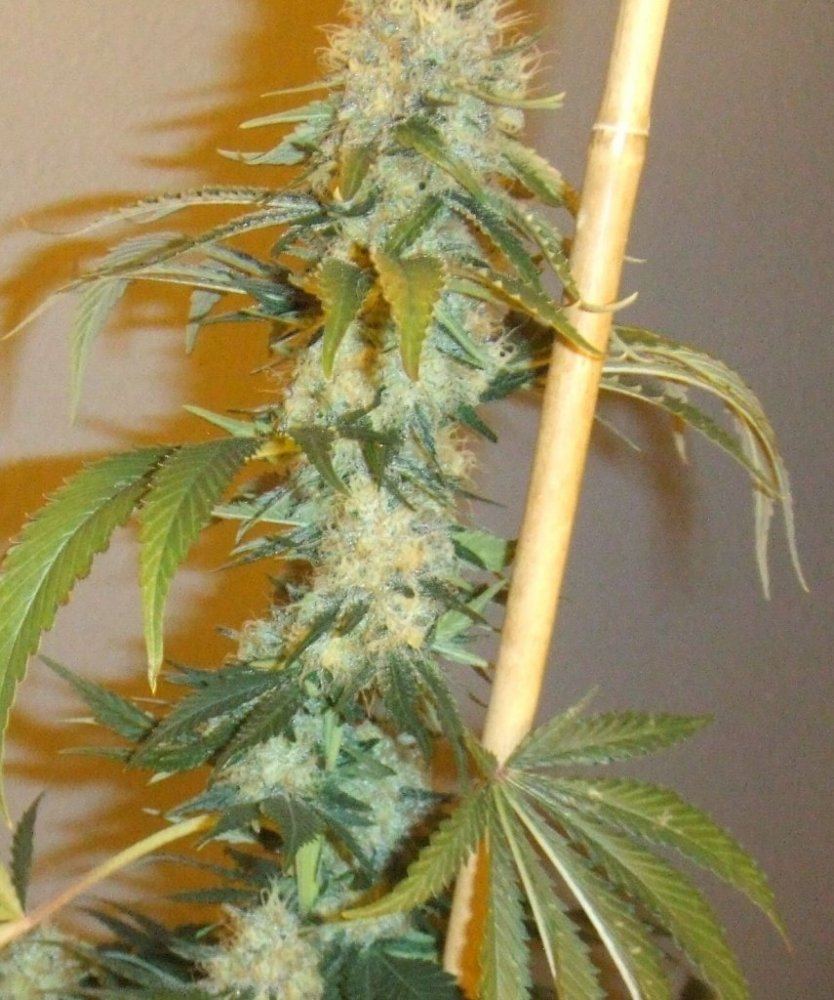 Kush