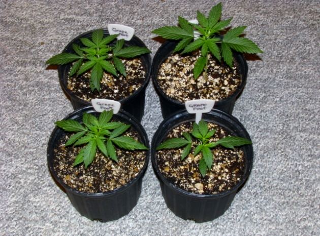 Kush Kong