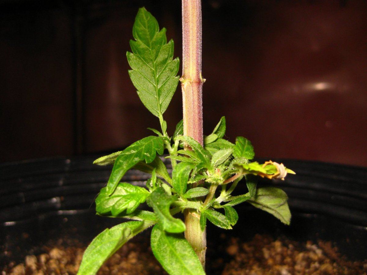 Kush revege