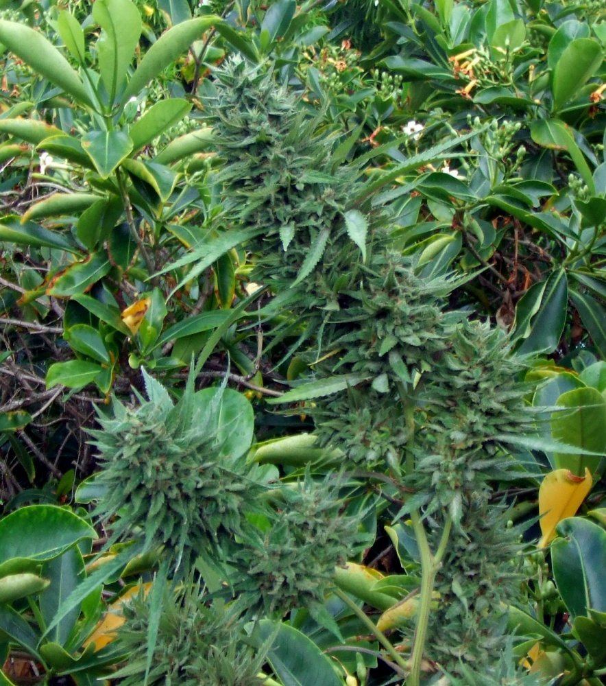 Kush revegging