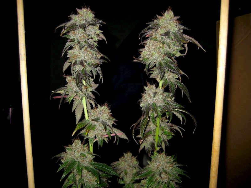 Kush sticks