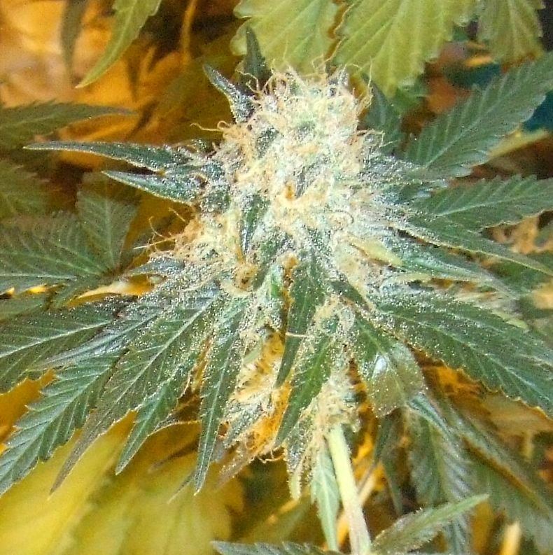 Kush2