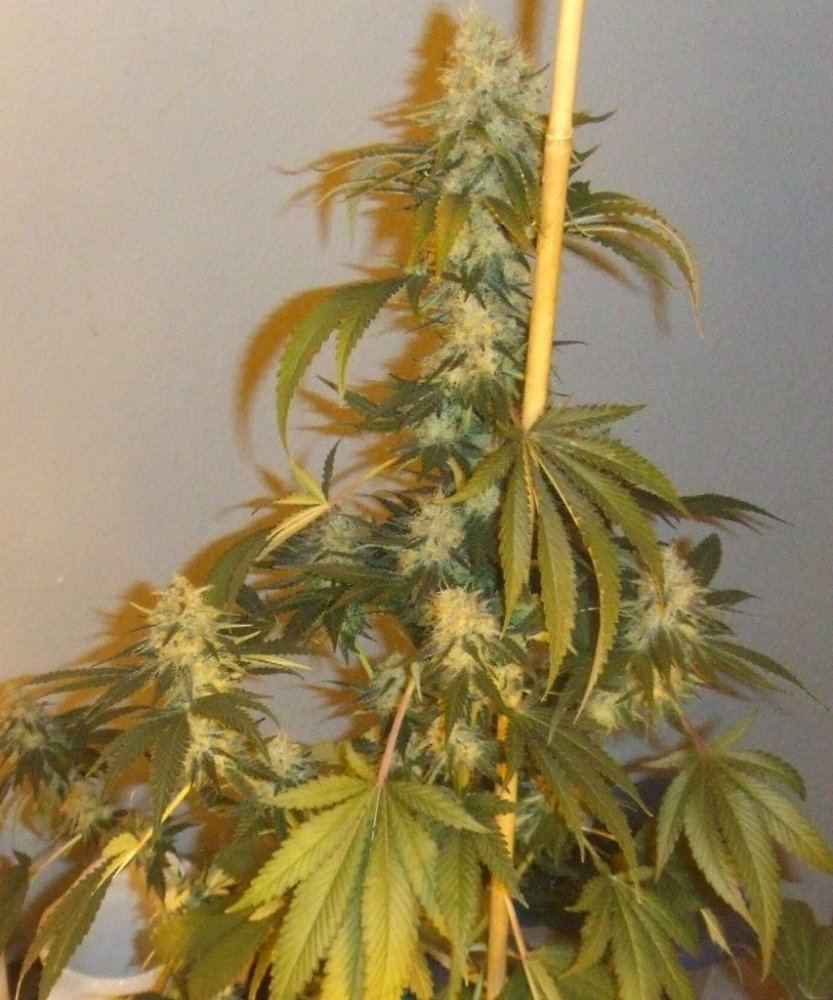 Kush3