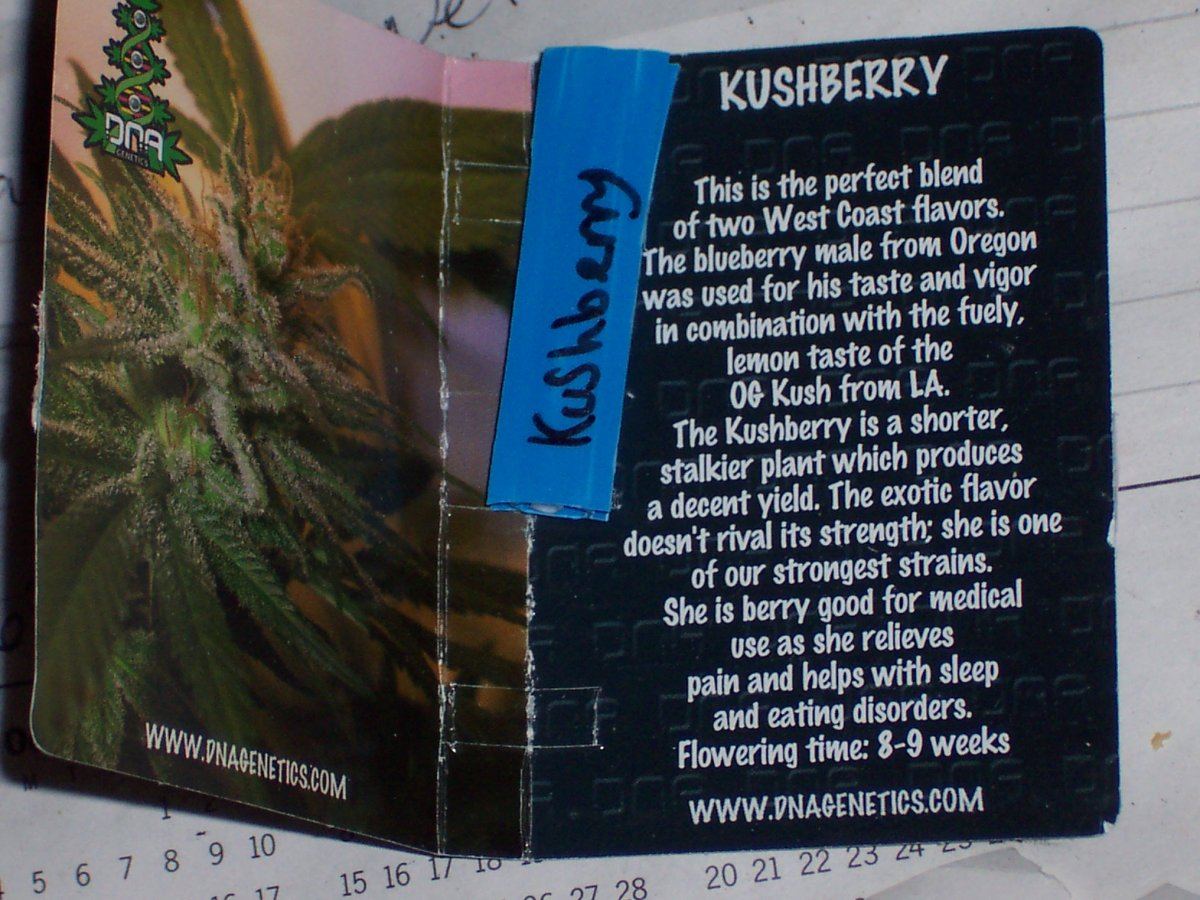Kushberry
