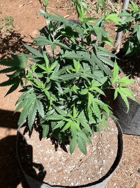 Kushberry