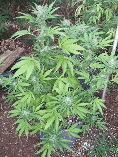 Kushberry