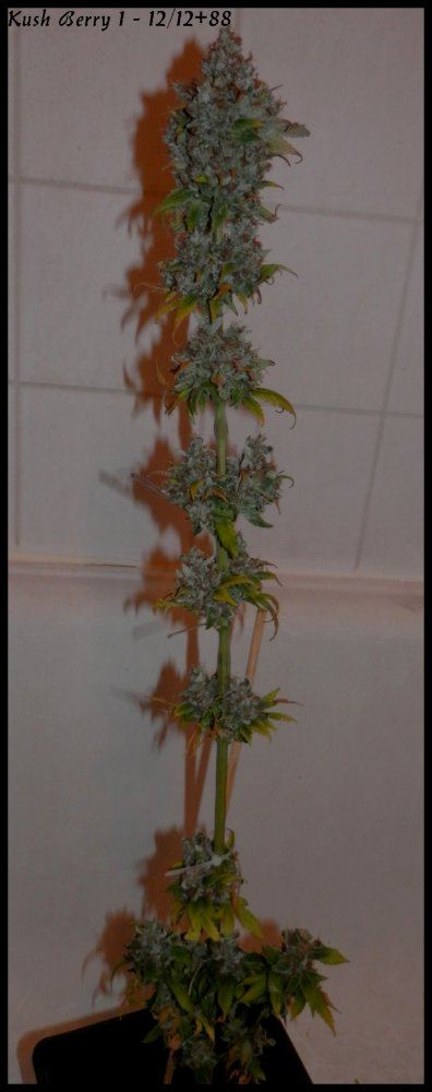 Kushberry1   88days   1