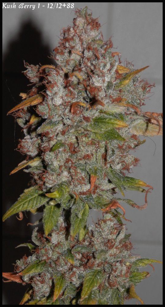 Kushberry1   88days   2