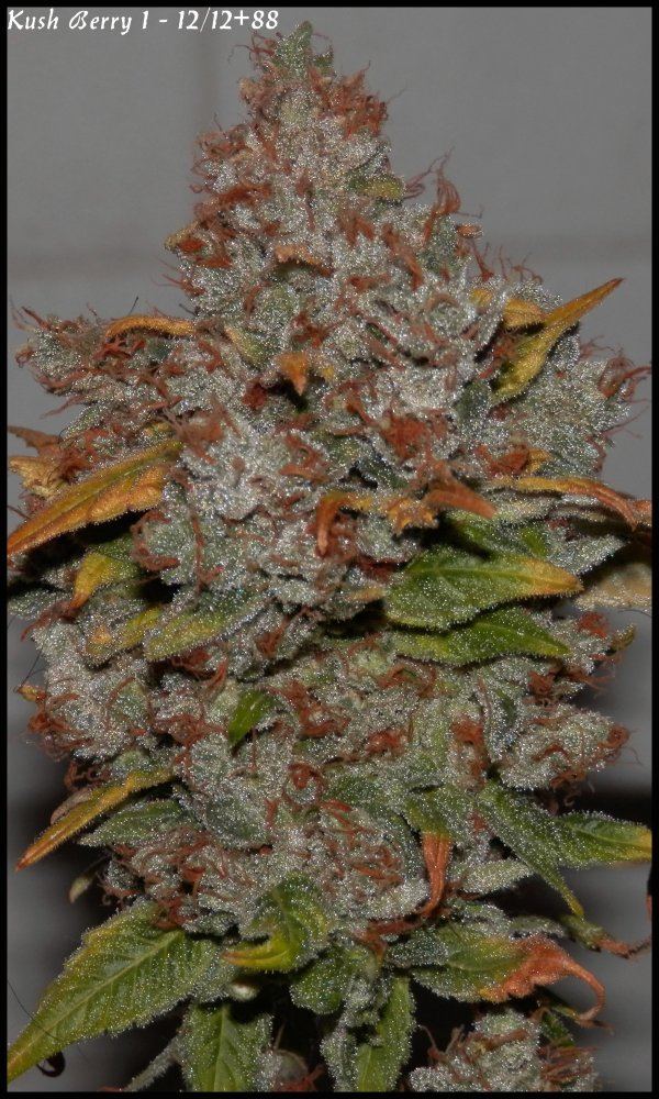 Kushberry1   88days   3