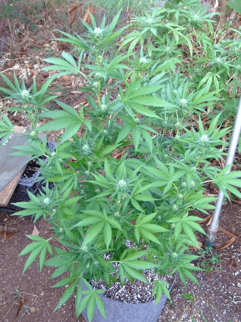 Kushberry1