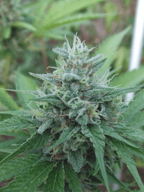 Kushberry1