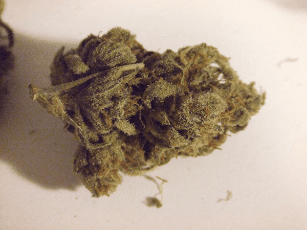 Kushberry1
