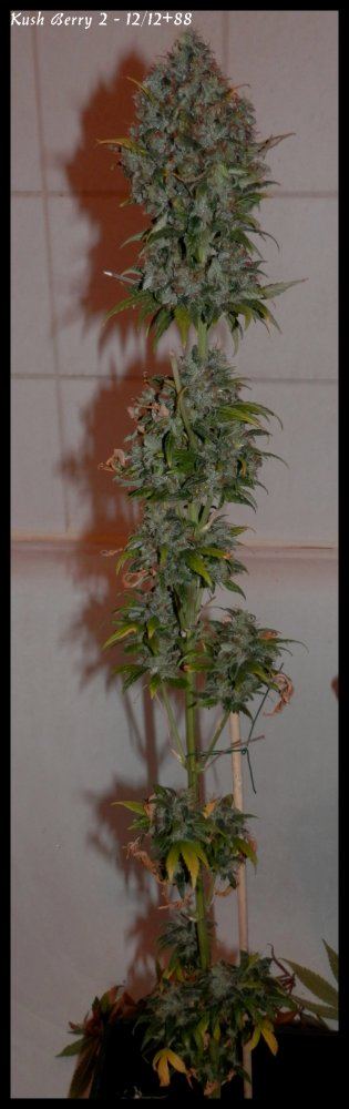 Kushberry2   88days   1