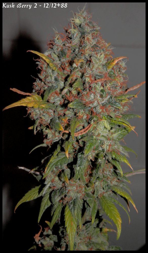 Kushberry2   88days   2