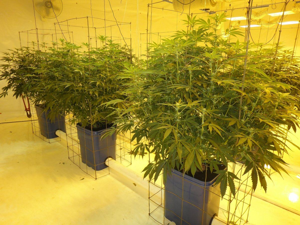Kushberry2