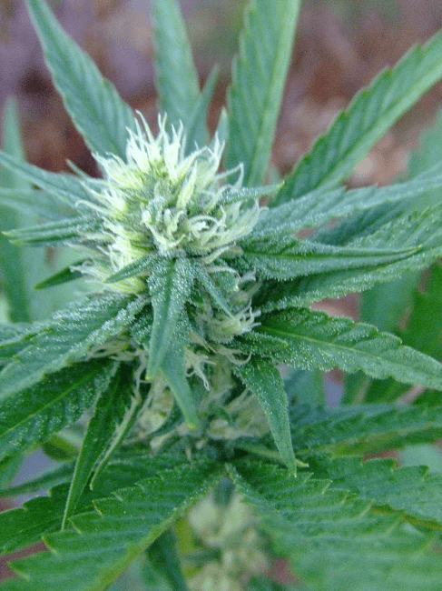 Kushberry2