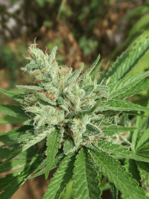 Kushberry2