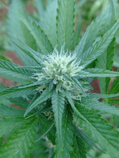 Kushberry3