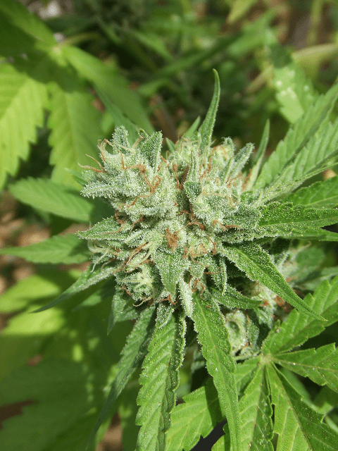 Kushberry3